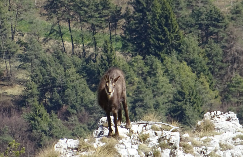 Rupicapra rupicapra.....dal Trentino Alto Adige